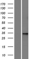 C1orf226 Protein - Western validation with an anti-DDK antibody * L: Control HEK293 lysate R: Over-expression lysate
