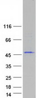 C1orf228 Protein - Purified recombinant protein C1orf228 was analyzed by SDS-PAGE gel and Coomassie Blue Staining