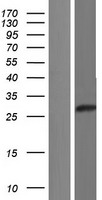 C1orf229 Protein - Western validation with an anti-DDK antibody * L: Control HEK293 lysate R: Over-expression lysate