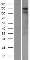 C1orf26 Protein - Western validation with an anti-DDK antibody * L: Control HEK293 lysate R: Over-expression lysate