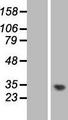 C1orf35 / MMTAG2 Protein - Western validation with an anti-DDK antibody * L: Control HEK293 lysate R: Over-expression lysate