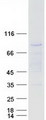C1orf38 Protein - Purified recombinant protein THEMIS2 was analyzed by SDS-PAGE gel and Coomassie Blue Staining