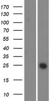 C1orf43 Protein - Western validation with an anti-DDK antibody * L: Control HEK293 lysate R: Over-expression lysate