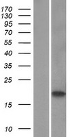 C1orf54 Protein - Western validation with an anti-DDK antibody * L: Control HEK293 lysate R: Over-expression lysate