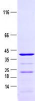 C1orf54 Protein