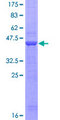 C1QDC1 / Caprin-2 Protein - 12.5% SDS-PAGE of human C1QDC1 stained with Coomassie Blue