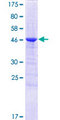 C1QL1 Protein - 12.5% SDS-PAGE of human C1QL1 stained with Coomassie Blue