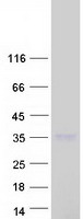 C1QL1 Protein - Purified recombinant protein C1QL1 was analyzed by SDS-PAGE gel and Coomassie Blue Staining
