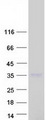 C1QL1 Protein - Purified recombinant protein C1QL1 was analyzed by SDS-PAGE gel and Coomassie Blue Staining
