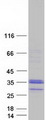 C1QL3 Protein - Purified recombinant protein C1QL3 was analyzed by SDS-PAGE gel and Coomassie Blue Staining