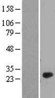 C1QL4 Protein - Western validation with an anti-DDK antibody * L: Control HEK293 lysate R: Over-expression lysate