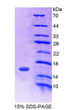 C1QTNF12 Protein - Recombinant Family With Sequence Similarity 132, Member A By SDS-PAGE