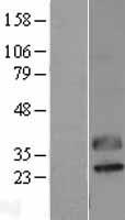 C1QTNF2 / CTRP2 Protein - Western validation with an anti-DDK antibody * L: Control HEK293 lysate R: Over-expression lysate