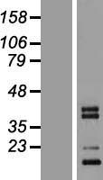 C1QTNF3 / CTRP3 Protein - Western validation with an anti-DDK antibody * L: Control HEK293 lysate R: Over-expression lysate