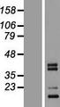 C1QTNF3 / CTRP3 Protein - Western validation with an anti-DDK antibody * L: Control HEK293 lysate R: Over-expression lysate