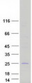 C1QTNF3 / CTRP3 Protein - Purified recombinant protein C1QTNF3 was analyzed by SDS-PAGE gel and Coomassie Blue Staining