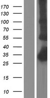 C1QTNF5 / CTRP5 Protein - Western validation with an anti-DDK antibody * L: Control HEK293 lysate R: Over-expression lysate