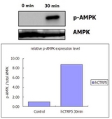 C1QTNF5 / CTRP5 Protein - Recombinant human CTRP5 activates AMPK signaling pathway in rat L6 myoblastes. Differentiated rat L6 myoblastes were stimulated with control buffer or 0.5 ug/ml recombinant human CTRP5 for 30 minutes. The cell lysate was subjected to do immunoblotting with antibodies against pAMPK and total AMPK.