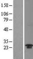 C20orf11 / TWA1 Protein - Western validation with an anti-DDK antibody * L: Control HEK293 lysate R: Over-expression lysate