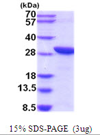 C20orf11 / TWA1 Protein
