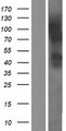 C20orf54 Protein - Western validation with an anti-DDK antibody * L: Control HEK293 lysate R: Over-expression lysate