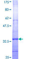 C25H / CH25H Protein - 12.5% SDS-PAGE Stained with Coomassie Blue.