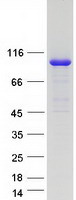 C2CD2L / TMEM24 Protein - Purified recombinant protein C2CD2L was analyzed by SDS-PAGE gel and Coomassie Blue Staining