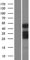 C2CD4A Protein - Western validation with an anti-DDK antibody * L: Control HEK293 lysate R: Over-expression lysate