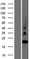 C2orf27A / C2orf27 Protein - Western validation with an anti-DDK antibody * L: Control HEK293 lysate R: Over-expression lysate