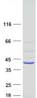 C2orf27B Protein - Purified recombinant protein C2orf27B was analyzed by SDS-PAGE gel and Coomassie Blue Staining