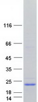 C2orf52 Protein - Purified recombinant protein C2orf52 was analyzed by SDS-PAGE gel and Coomassie Blue Staining