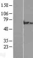 C2orf63 Protein - Western validation with an anti-DDK antibody * L: Control HEK293 lysate R: Over-expression lysate