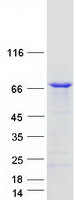 C2orf63 Protein - Purified recombinant protein CLHC1 was analyzed by SDS-PAGE gel and Coomassie Blue Staining
