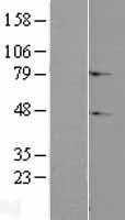 C2orf69 Protein - Western validation with an anti-DDK antibody * L: Control HEK293 lysate R: Over-expression lysate