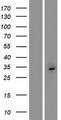 C2orf73 Protein - Western validation with an anti-DDK antibody * L: Control HEK293 lysate R: Over-expression lysate