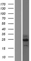 C2orf80 Protein - Western validation with an anti-DDK antibody * L: Control HEK293 lysate R: Over-expression lysate