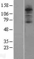 C3AR / C3a Receptor Protein - Western validation with an anti-DDK antibody * L: Control HEK293 lysate R: Over-expression lysate