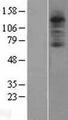 C3AR / C3a Receptor Protein - Western validation with an anti-DDK antibody * L: Control HEK293 lysate R: Over-expression lysate