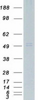 C3AR / C3a Receptor Protein - Purified recombinant protein C3AR1 was analyzed by SDS-PAGE gel and Coomassie Blue Staining