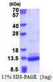 C3orf10 Protein