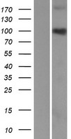 C3orf20 Protein - Western validation with an anti-DDK antibody * L: Control HEK293 lysate R: Over-expression lysate