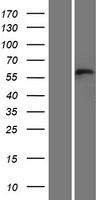 C3orf30 Protein - Western validation with an anti-DDK antibody * L: Control HEK293 lysate R: Over-expression lysate