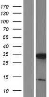 C3orf33 Protein - Western validation with an anti-DDK antibody * L: Control HEK293 lysate R: Over-expression lysate