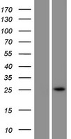 C3orf58 Protein - Western validation with an anti-DDK antibody * L: Control HEK293 lysate R: Over-expression lysate