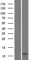 C3orf79 Protein - Western validation with an anti-DDK antibody * L: Control HEK293 lysate R: Over-expression lysate