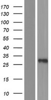 C3orf80 Protein - Western validation with an anti-DDK antibody * L: Control HEK293 lysate R: Over-expression lysate