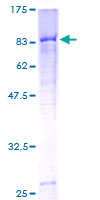 C4BPA / C4BP Alpha Protein - 12.5% SDS-PAGE of human C4BPA stained with Coomassie Blue