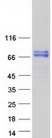 C4BPA / C4BP Alpha Protein - Purified recombinant protein C4BPA was analyzed by SDS-PAGE gel and Coomassie Blue Staining