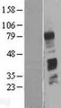 C4BPB / C4BP Beta Protein - Western validation with an anti-DDK antibody * L: Control HEK293 lysate R: Over-expression lysate