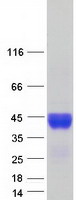 C4BPB / C4BP Beta Protein - Purified recombinant protein C4BPB was analyzed by SDS-PAGE gel and Coomassie Blue Staining